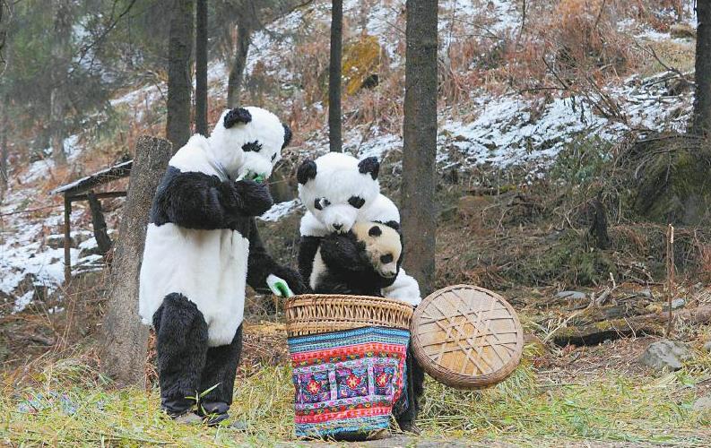 从碎片化栖息地到国家公园 四川探索保护大熊猫
