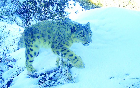 成都再次开出雪豹大熊猫“惊喜盲盒”