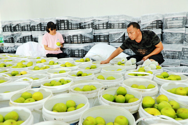<b>安徽阜阳：时令到  果飘香</b>