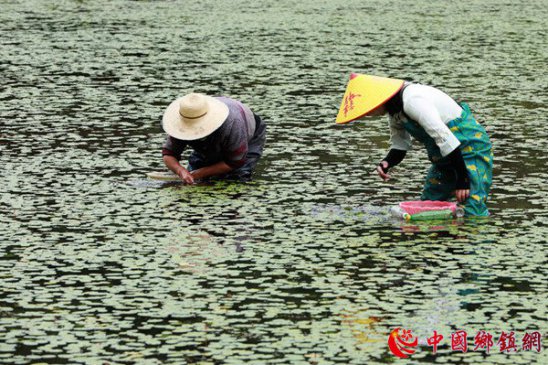 <b>重庆石柱：莼菜丰收村民乐开怀</b>