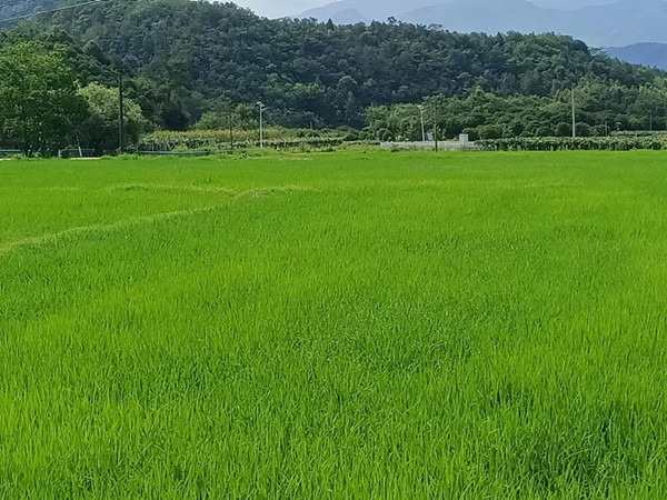 幸福日子有奔头 乡村振兴有盼头