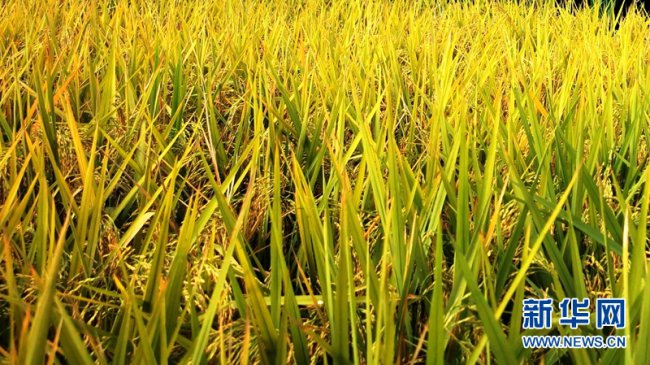 成都双流黄水镇：确保水稻颗粒归仓