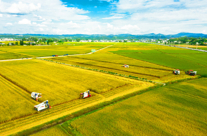 又是一年秋收季 川蜀大地好“丰”景