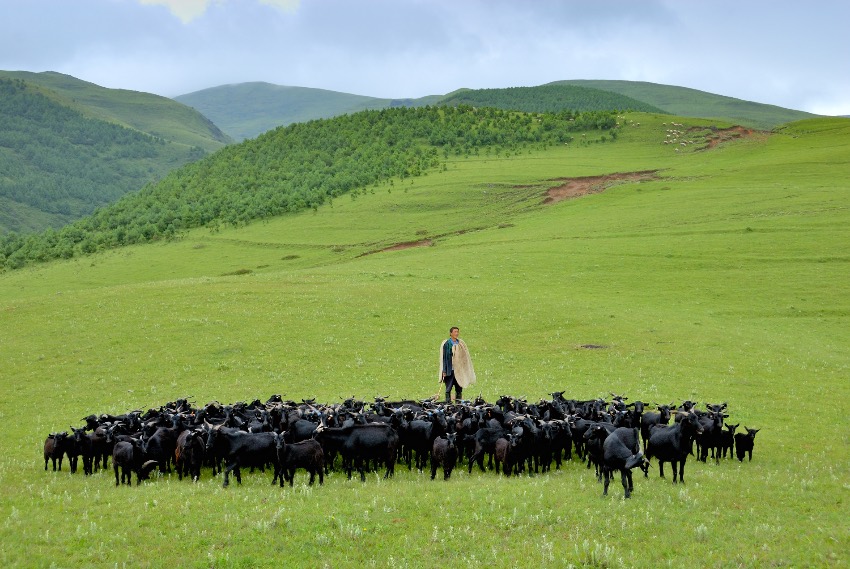 会东农特资源富集,会东黑山羊是四川六大地方优良品种之一,获农业部地理标志登记认证。