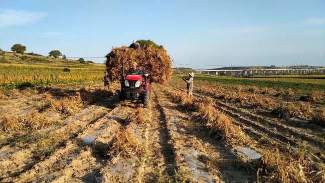 山西红芸豆丰收季：让“乡思”赋能乡村振兴