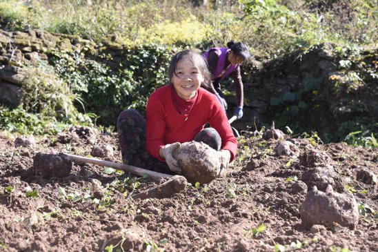 四川宣汉魔芋喜获丰收 村民田间笑开颜