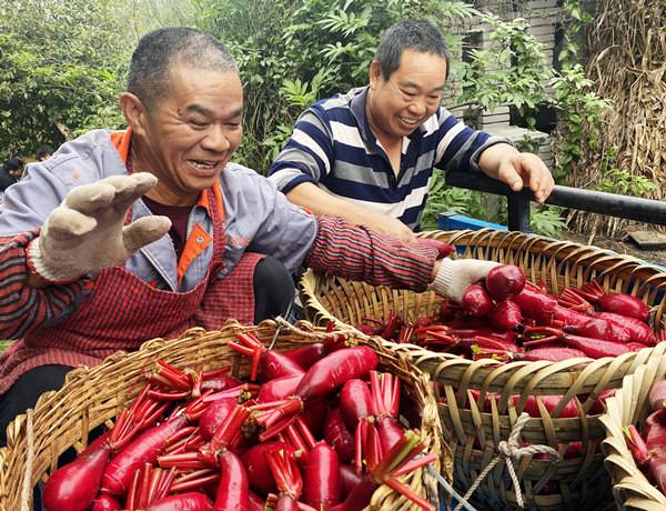 村民收获胭脂萝卜。黄河摄