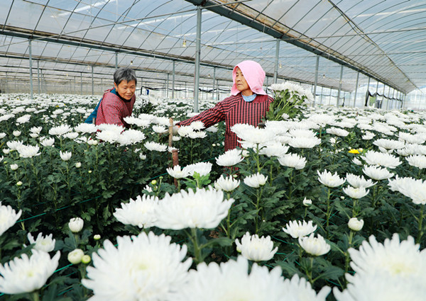 <b>安徽阜阳：花卉产业 助农增收</b>