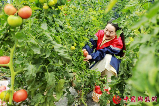 安徽阜阳：绿色蔬菜助农增收