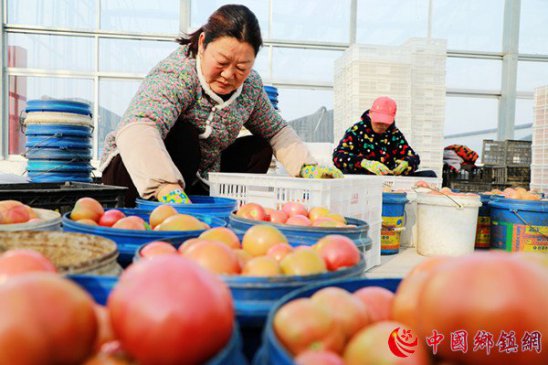 安徽阜阳：蔬菜产业助增收