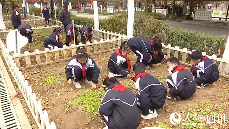 孩子们在农垦园为蔬菜除草。冯小珈摄