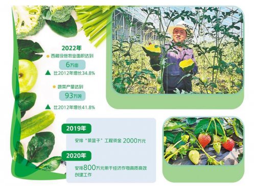 设施农业丰富菜篮子