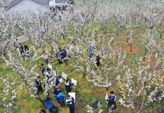 江西上饶：千亩梨花醉八方游客