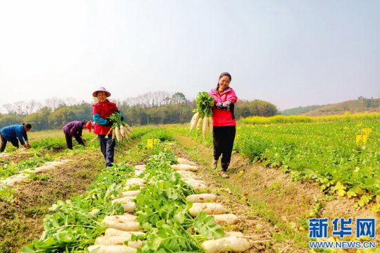 江西全南：融湾向南 “蔬”通湾区