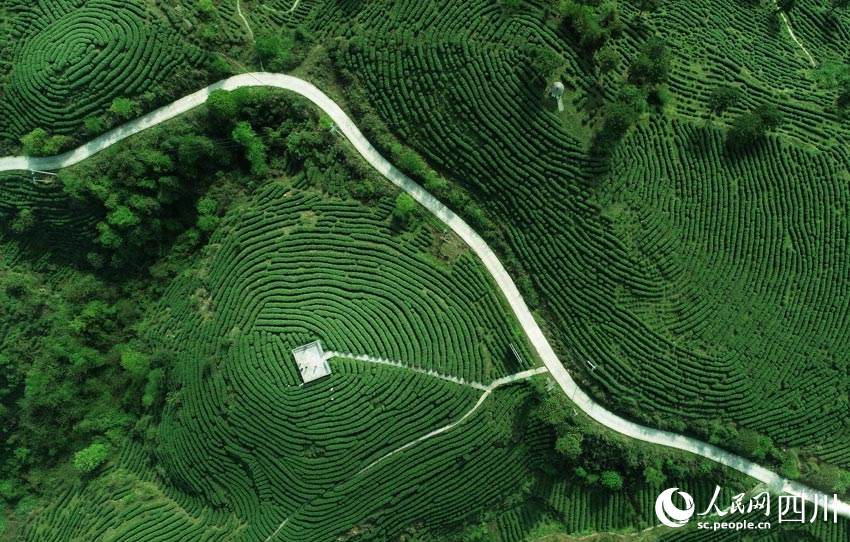 四川大竹：白茶产业盛，田园巴山青