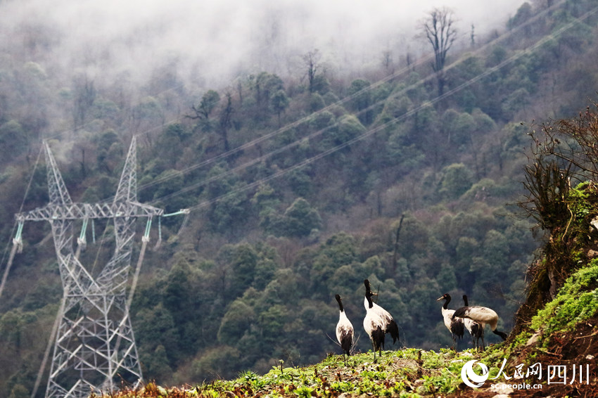 黑颈鹤现身四川乐山。王琦摄