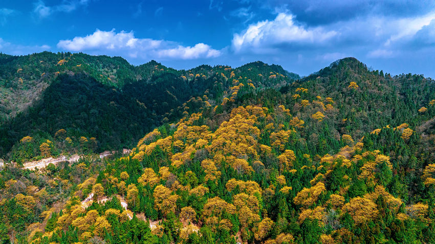 开满枝头的檫木花，簇簇金黄春色浓。宣汉县融媒体中心供图