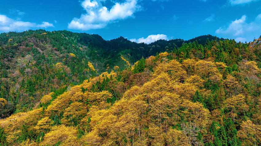 开满枝头的檫木花，簇簇金黄春色浓。宣汉县融媒体中心供图
