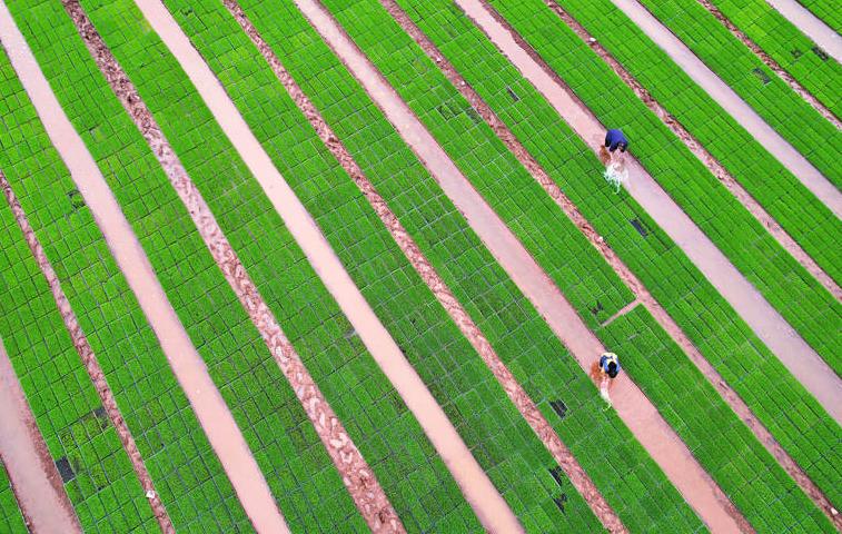 四川内江：“工厂化”水稻育秧助丰产