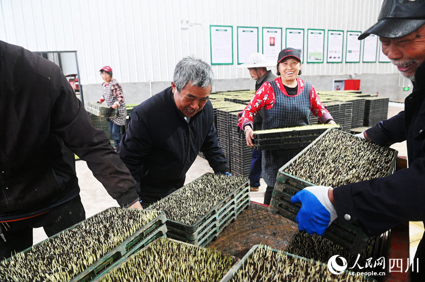 村民们在转运早稻秧盘。黄正华摄