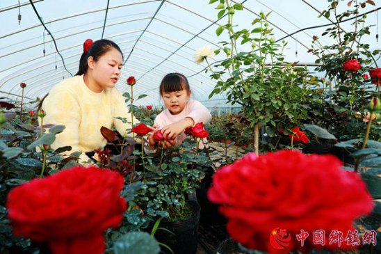 <b>安徽阜阳：特色花卉助力乡村振兴</b>