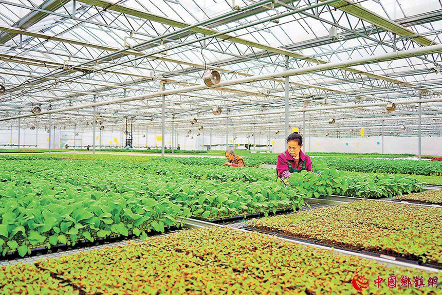 3月30日,渝北区兴隆镇智慧种苗工厂,村民在管护种苗。