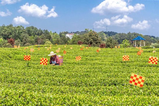 重庆南川：生态云雾茶园穿“花衣”