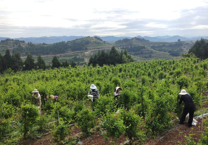 好医生集团仪陇基地内村民们正在劳作。谢芳福供图
