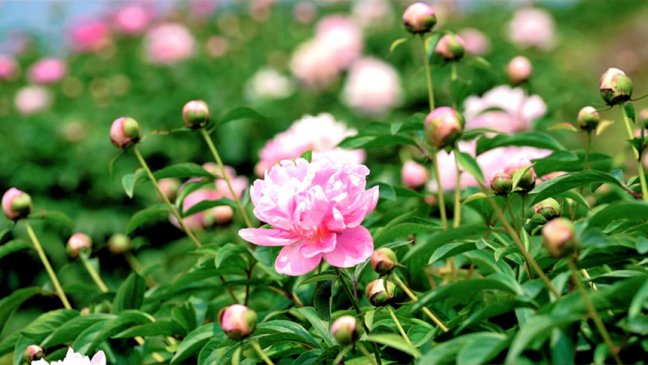 <b>重庆垫江：芍药开出乡村振兴致富花</b>