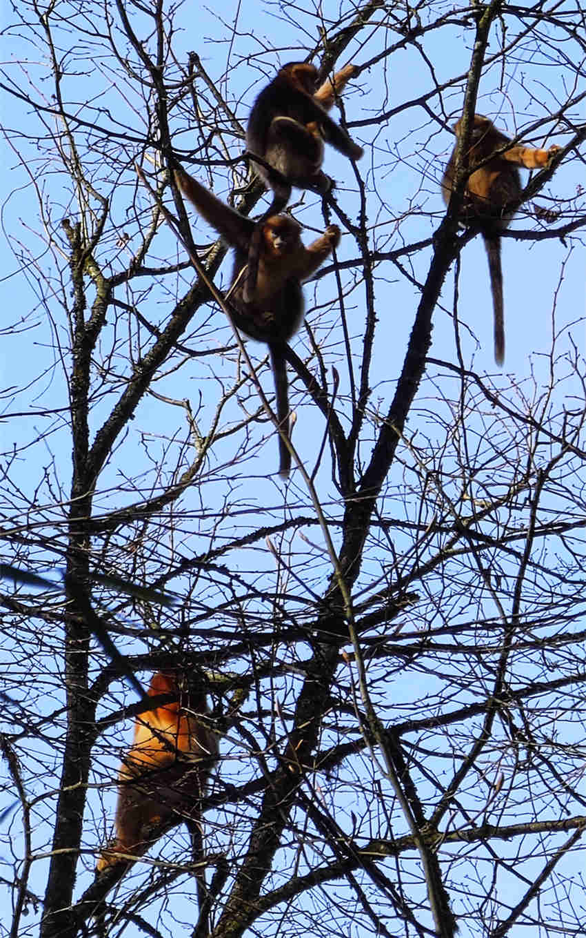 川金丝猴在树上玩耍。绵竹市融媒体中心供图