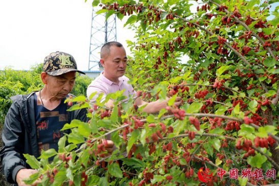 <b>特色种植助增收</b>