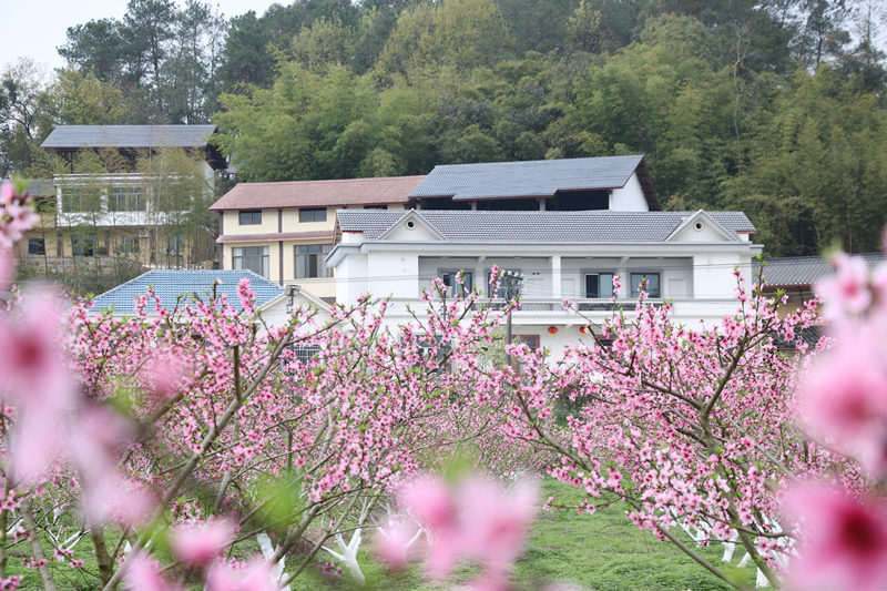 铜梁区围龙镇桃花盛开。张捍摄