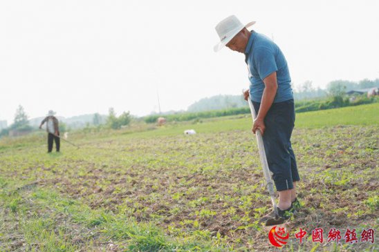 河南淮滨：锄禾日当午……
