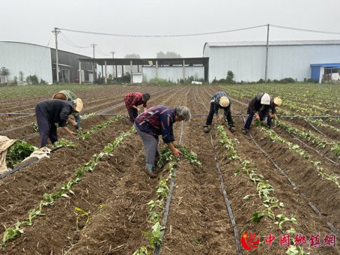 红薯种植 带来甜蜜新“薯光”