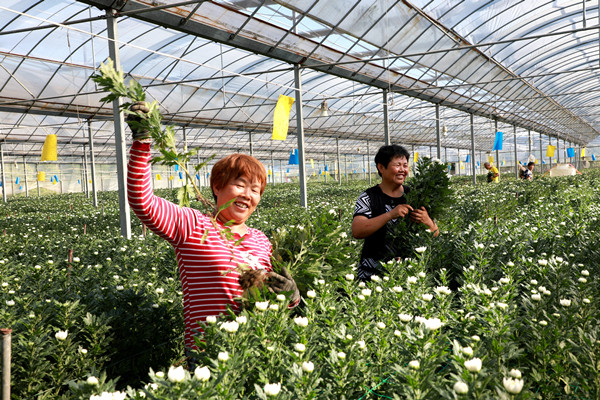 <b>安徽阜阳：花卉产业 富民兴农</b>