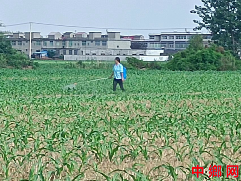 安徽阜阳：加强夏玉米苗期田间管理