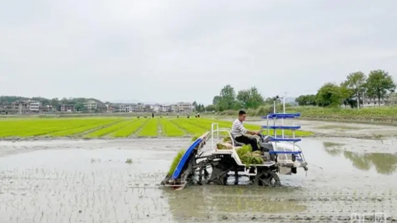 <b>服务到田，稳粮增收底气足</b>