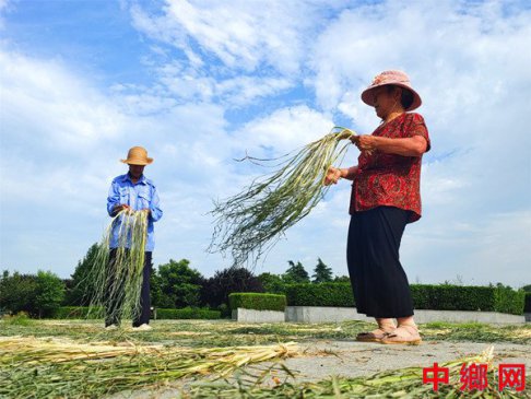 高温正当时 暴晒“致富草”