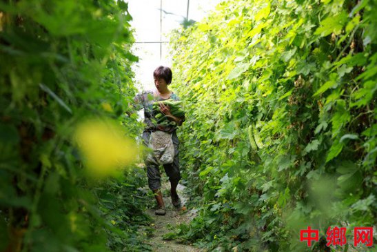 安徽阜阳：反季节瓜菜促增收
