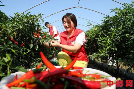 <b>安徽阜阳：特色种植促增收</b>