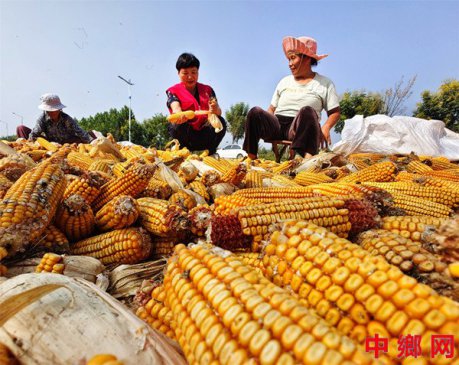 山东郯城：红马甲为丰收季添色彩