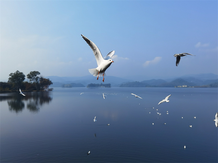 湖光山色映鸟飞。东部新区供图