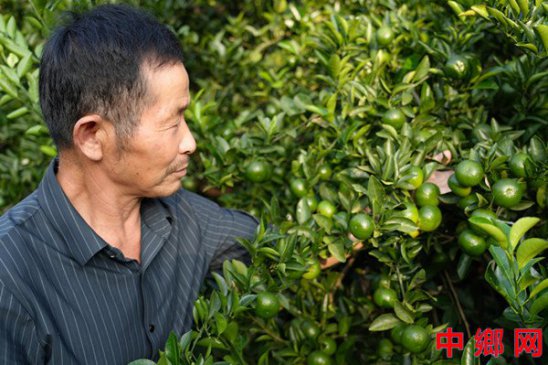 河南淮滨：一棵43年“桔树王”年收桔子千斤以上