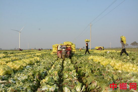 <b>河南内黄立冬时节娃娃菜种植助农增收</b>