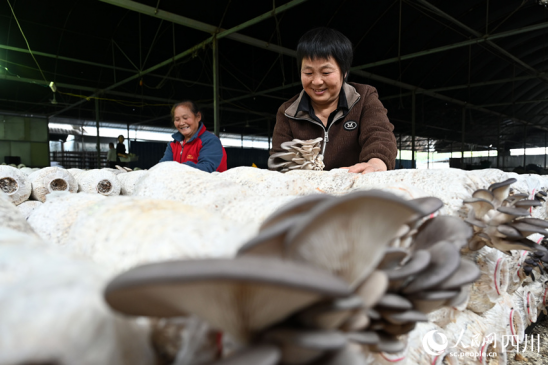 四川内江：小小桑枝菌 撑开增收致富伞