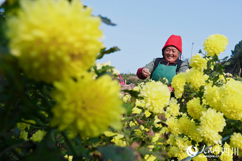 采收菊花。兰自涛摄
