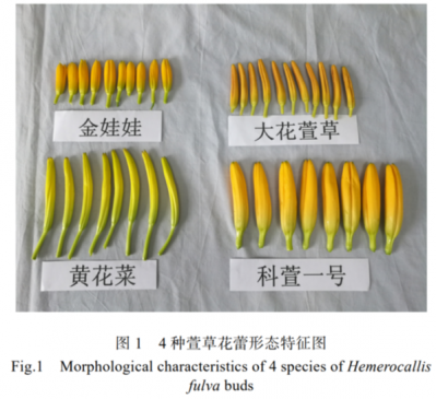 黄花菜正大量上市，但可能让人中毒！