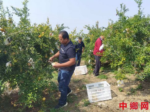 安徽怀远兰桥镇：十里长堤硕果累累  熟透石榴八