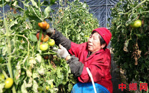 安徽阜阳：番茄满枝头 村民采摘忙