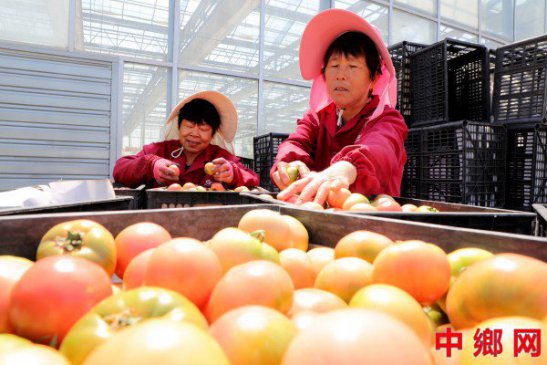 <b>安徽阜阳：特色产业兴 致富道路宽</b>